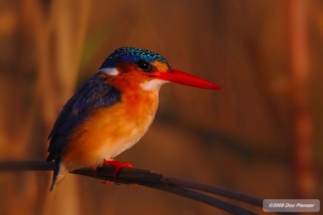 Malchite Kingfisher