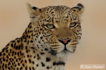 DJPLeopard15-10-11Bdelta