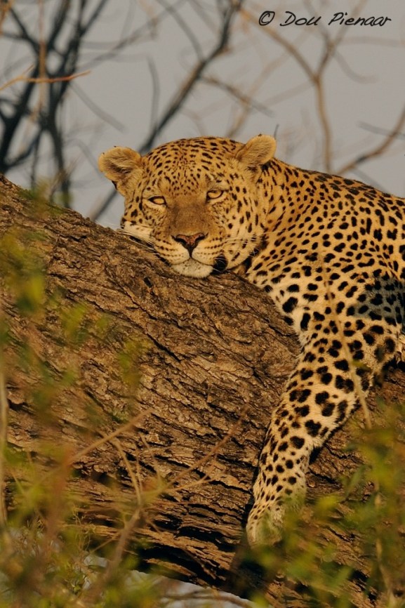 Resting Male Leopard