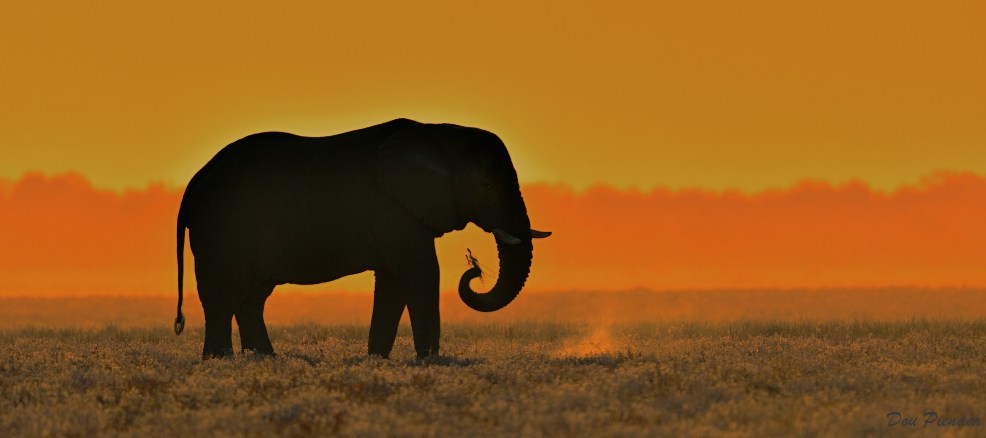 Elephant Silhouette