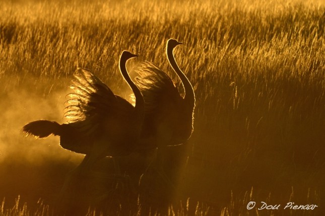 Kgalagadi Ostrich Surise dance