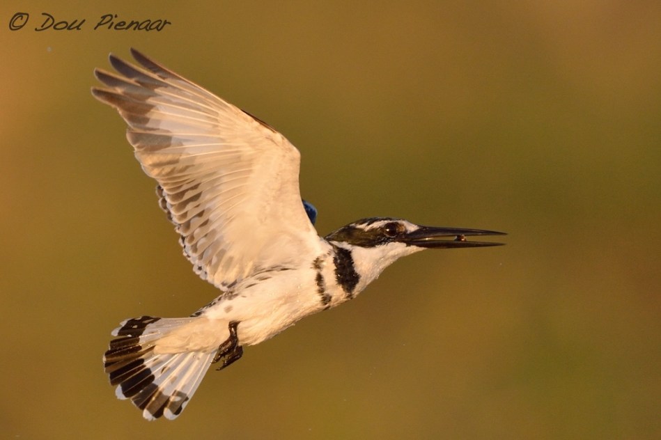 Big effort small fish