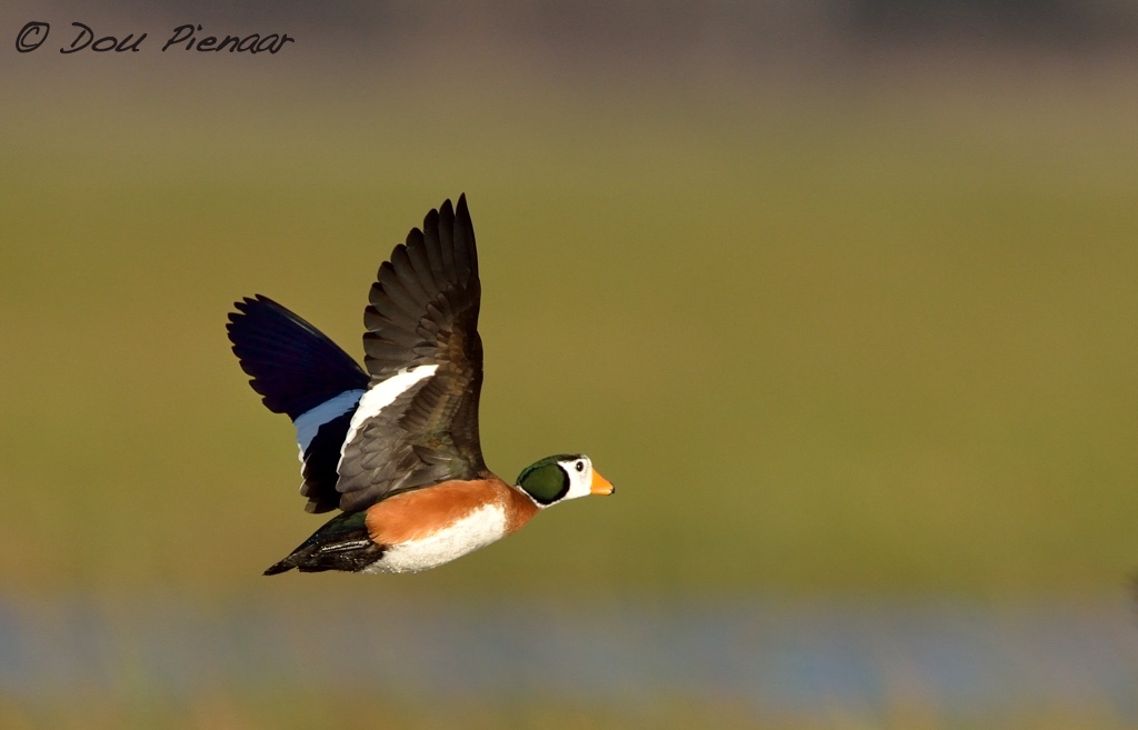 Agile yet gracious little Pigmy Goose in flight