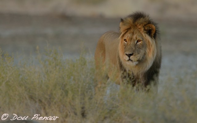 djpkgalagadi-2016-100wm