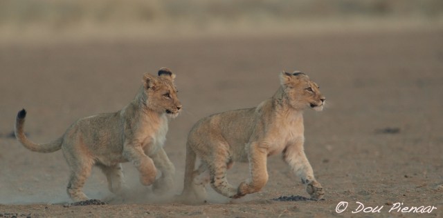 djpkgalagadi-2016-130wm