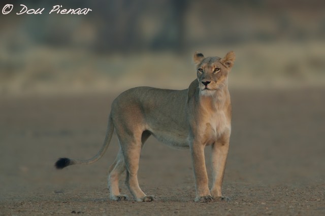 djpkgalagadi-2016-133wm