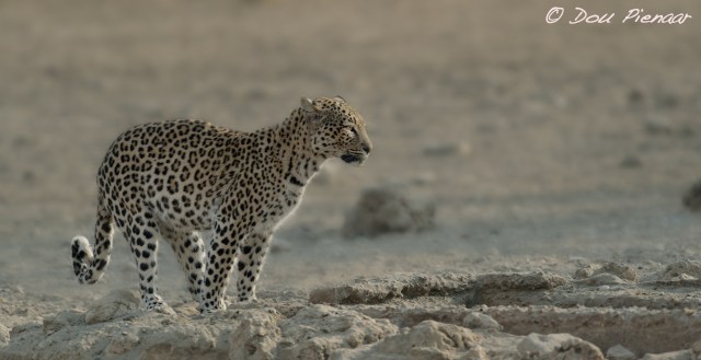 djpkgalagadi-2016-172wm