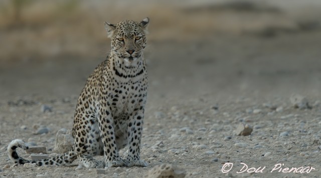 djpkgalagadi-2016-18wm