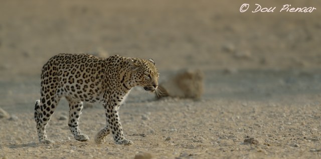 djpkgalagadi-2016-2036wm