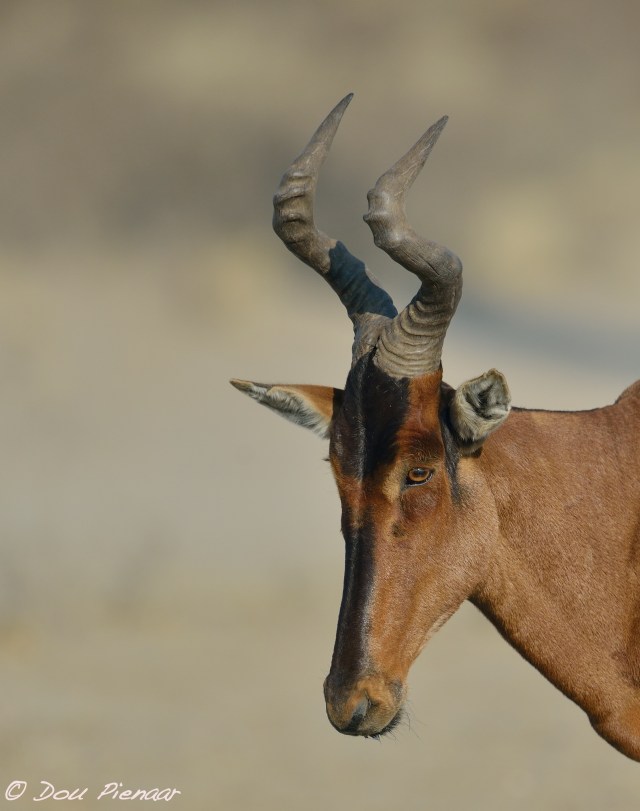 djpkgalagadi-2016-20wm