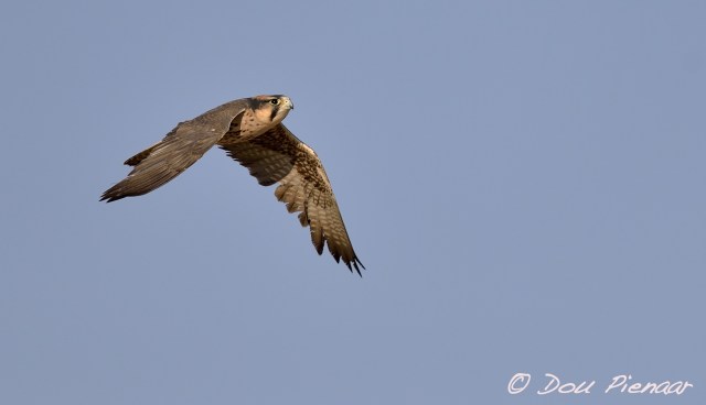 djpkgalagadi-2016-21wm