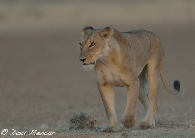 djpkgalagadi-2016-225wm