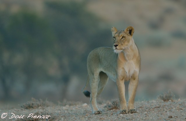 djpkgalagadi-2016-229wm
