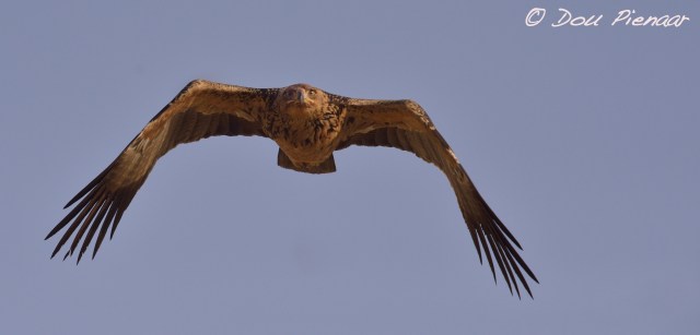 djpkgalagadi-2016-22wm