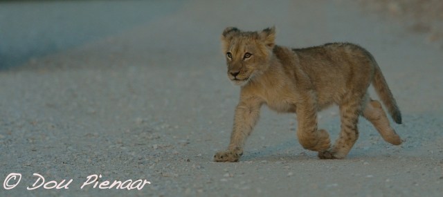 djpkgalagadi-2016-235wm