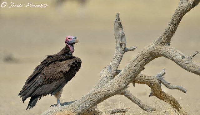 djpkgalagadi-2016-2527wm