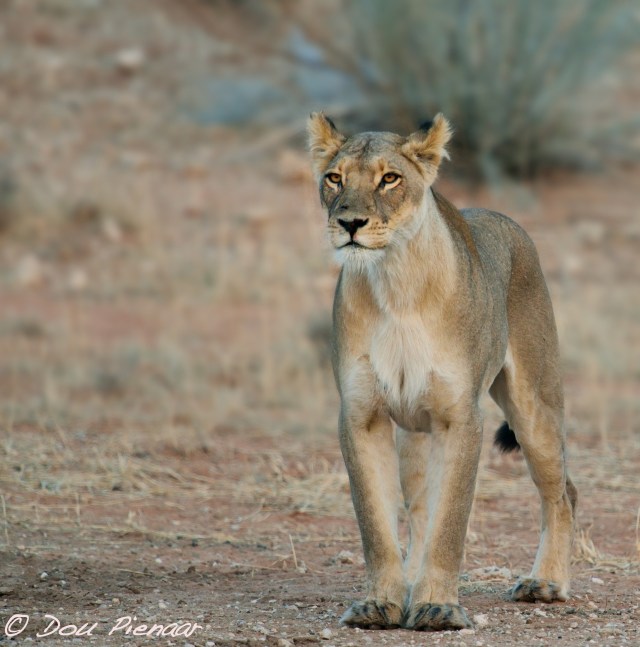 djpkgalagadi-2016-28wm