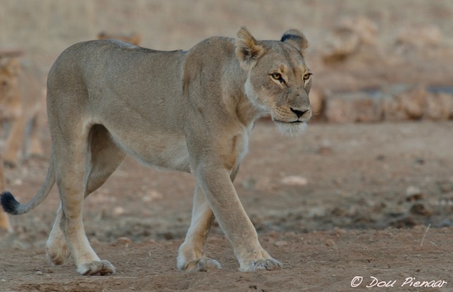 djpkgalagadi-2016-81wm