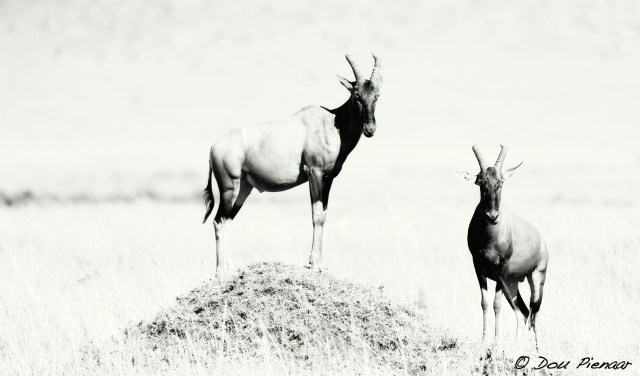 DJP12-8-17B&amp;WWM-1