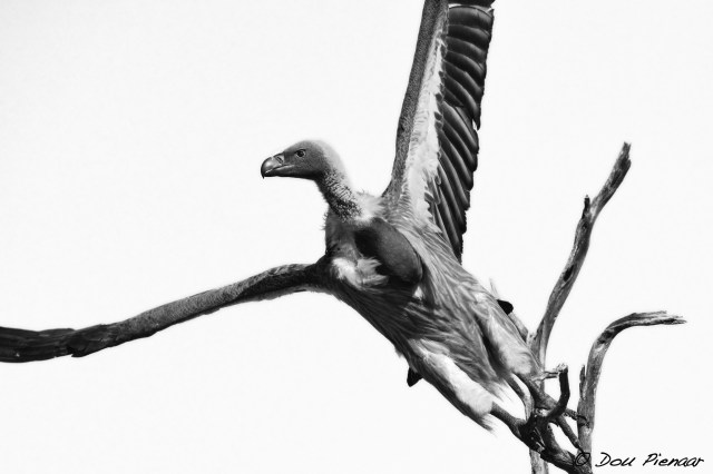 DJP12-8-17B&amp;WWM-12