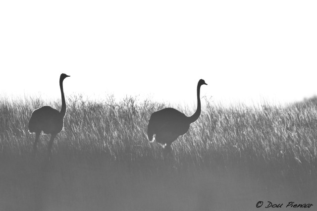 DJP12-8-17B&amp;WWM-5