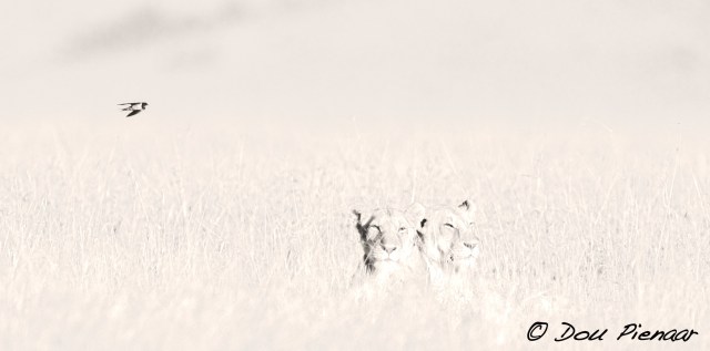 DJP12-8-17B&amp;WWM-7