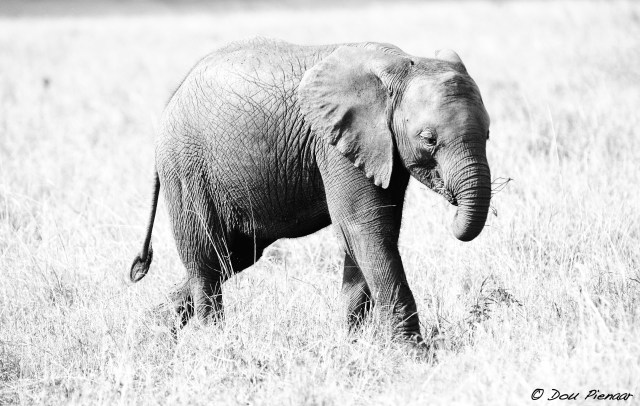 DJP23-8-17B&amp;WWM-7