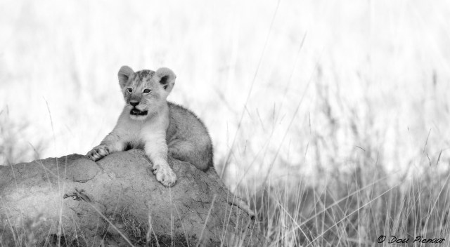 DJP5-9-17B&amp;WWM-4