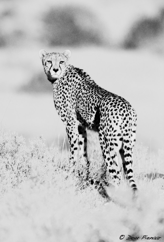 DJP5-9-17B&amp;WWM-5