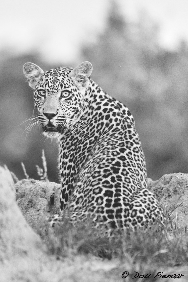 DJP6-9-17B&amp;WWM-1