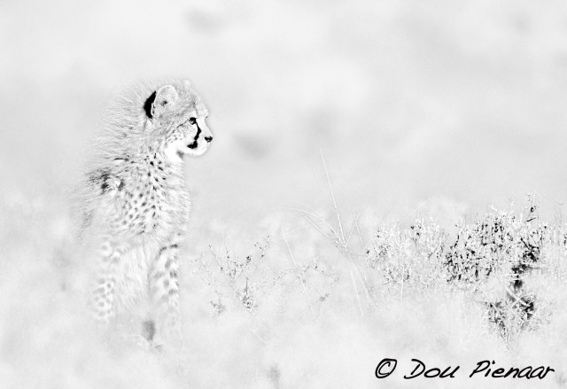 DJP6-9-17B&amp;WWM-4