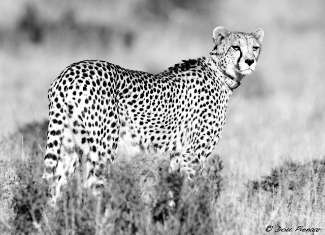 DJP6-9-17B&amp;WWM-6