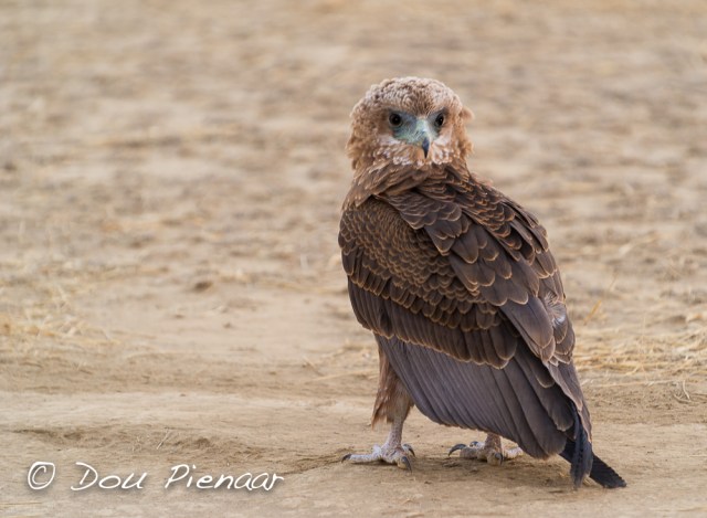 Kgal2017 Juv Tawney-1