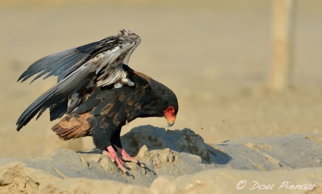 DJP_20170913-170553_Size