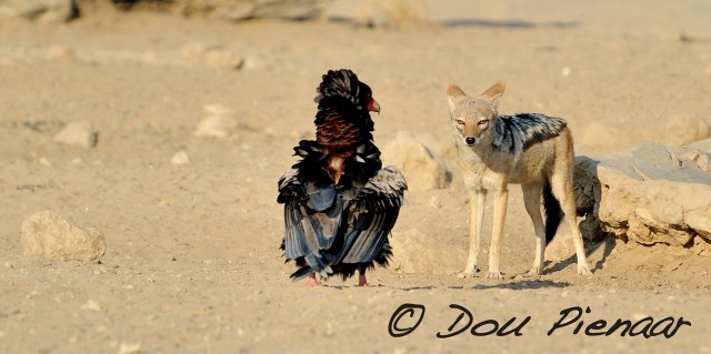 DJPKgal2017D3S_3107WM