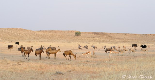 DJPKgal2017D3S_3235WM