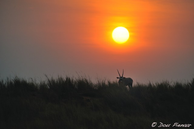 DJPKgal2017D3S_3274WM