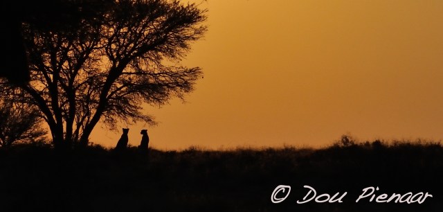 DJPKgal2017D3S_3334WM