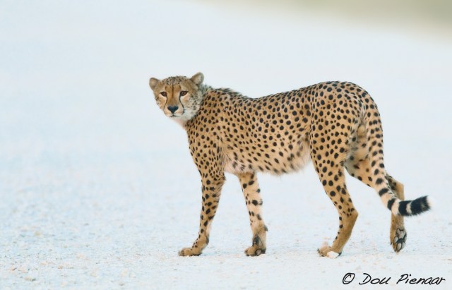 DJPKgal2017DP4_3313WM