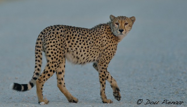 DJPKgal2017DP4_3316WM